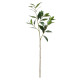 Laurus Nobilis (81cm)