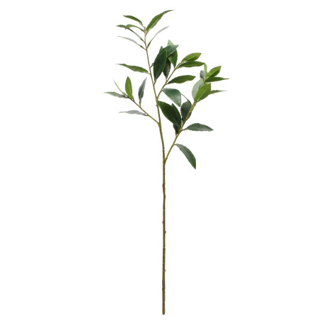 Laurus Nobilis (81cm)