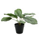 Calathea Potted Houseplant (30cm)
