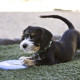 KONG Puppy Flyer Frisbee Toy