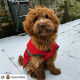 Danish Design - Orange 2-in-1 Ultimate Dog Coat