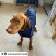 House of Paws Fleece and Knit Dog Jumper Navy