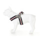 Hugo &amp; Hudson - Red, White &amp; Blue Easy Harness