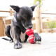 KONG Dental Dog Toy - Large