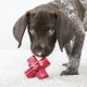 KONG Jump n Jack Dog Toy