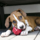 KONG - Stuff-A-Ball™ Dog Toy