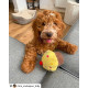 House of Paws - Vanilla Scented Birthday Cupcake Dog Toy