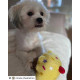 House of Paws - Vanilla Scented Birthday Cupcake Dog Toy