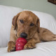 KONG Stuff &#039;n Snacks Liver - Small