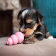KONG - Puppy Treat Toy