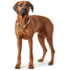 Hunter - Sansibar Rantum Dog Collar - Beige