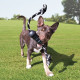 KONG - Extreme Dental Dog Toy (Large)