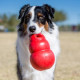 Kong Bounzer Dog Toy