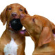 Kong Extreme Dog Ball