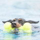 Kong Airdog® Squeaker Dumbbell Dog Toy