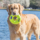 Kong Airdog® Squeaker Donut Dog Toy