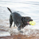 Kong Airdog® Squeaker Football Dog Toy