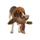 Joules - Plucky You Pheasant Dog Toy