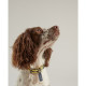 Joules - Coastal Dog Collar - Yellow Stripe