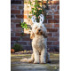 Rosewood - Christmas Antlers For Dogs