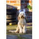 Rosewood - Christmas Antlers For Dogs