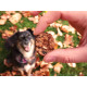 GoodChaps - Mrs Cook&#039;s Value Pack Dog Treat