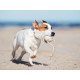 GoodChaps - Eco Ball Dog Toy