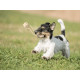 GoodChaps - Puppy First Fetch &amp; Tug Toy