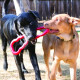 Kong - Dog Tug Toy - Red