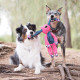 Kong Floppy Knots Hippo Dog Toy
