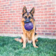 Kong - Flexball M/L Dog Toy