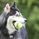 Kong Air Squeaker Tennis Balls