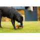 House of Paws - Duck! Canvas Thrower Dog Toy - Coco