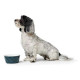 Hunter Design Ceramic Bowl – Blue