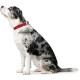 Hunter Softie Alu Strong Collar – Red