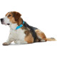Hunter Softie Alu Strong Collar – Turquoise
