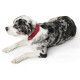 Hunter Softie Collar – Red/Black