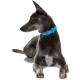 Hunter Softie Collar – Turquoise/Black