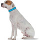 Hunter Softie Collar – Turquoise/Black