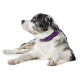 Hunter Softie Collar – Violet/Black