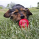 KONG - Easy Treat Peanut Butter - Dog Treat