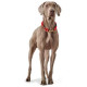 Hunter - Rope Collar Oss – Red