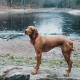 Hunter - Rope Collar Oss – Red