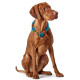 Hunter - Rope Collar Oss – Teal