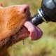 Lick &#039;n Flow Pet Water Bottle Black