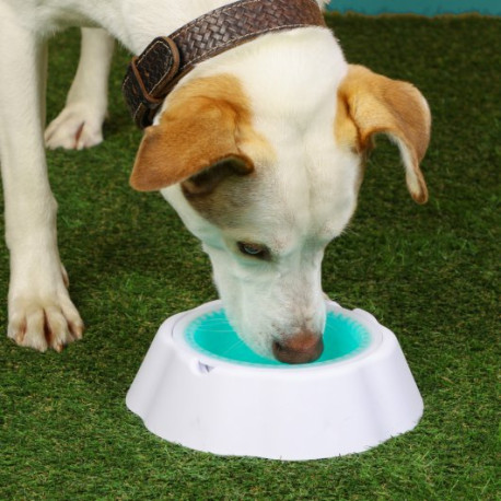 Just Chillin' - Cooling Dog Bowl