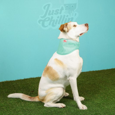 Just Chillin' - Cooling Dog Bandana