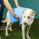 Just Chillin&#039; - Cooling Dog Towel