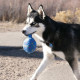KONG - Occasions Dog Birthday Balloon Blue Dog Toy