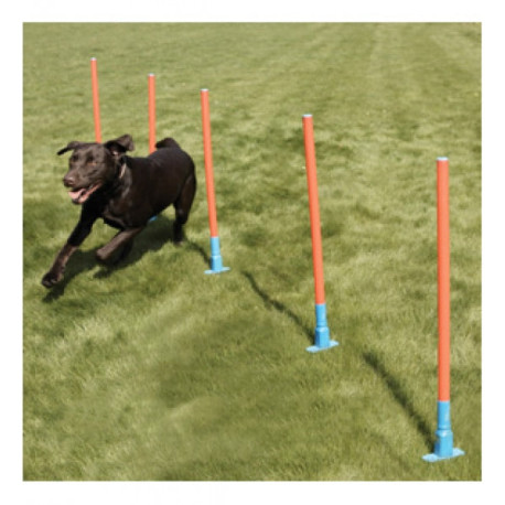 Rosewood - Agility Slalom